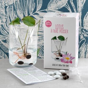 Kit : Lotus à faire pousser