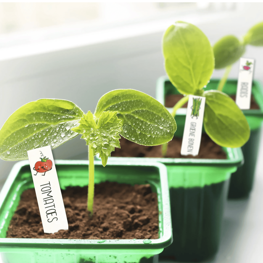 Kit plastique dingue etiquette de potager – Image 3