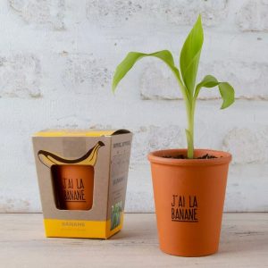 Petit Kit à semer – J&rsquo;ai la banane